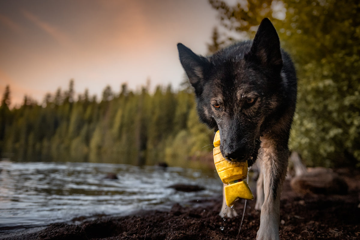 13 Facts About Wolves & Dogs That Will Blow Your Freakin’ Mind – BARK