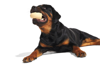 rottie dog with toy in mouth