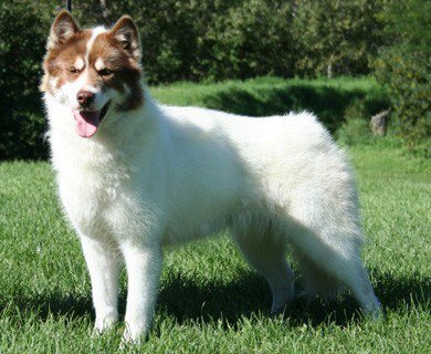 canadian eskimo dog