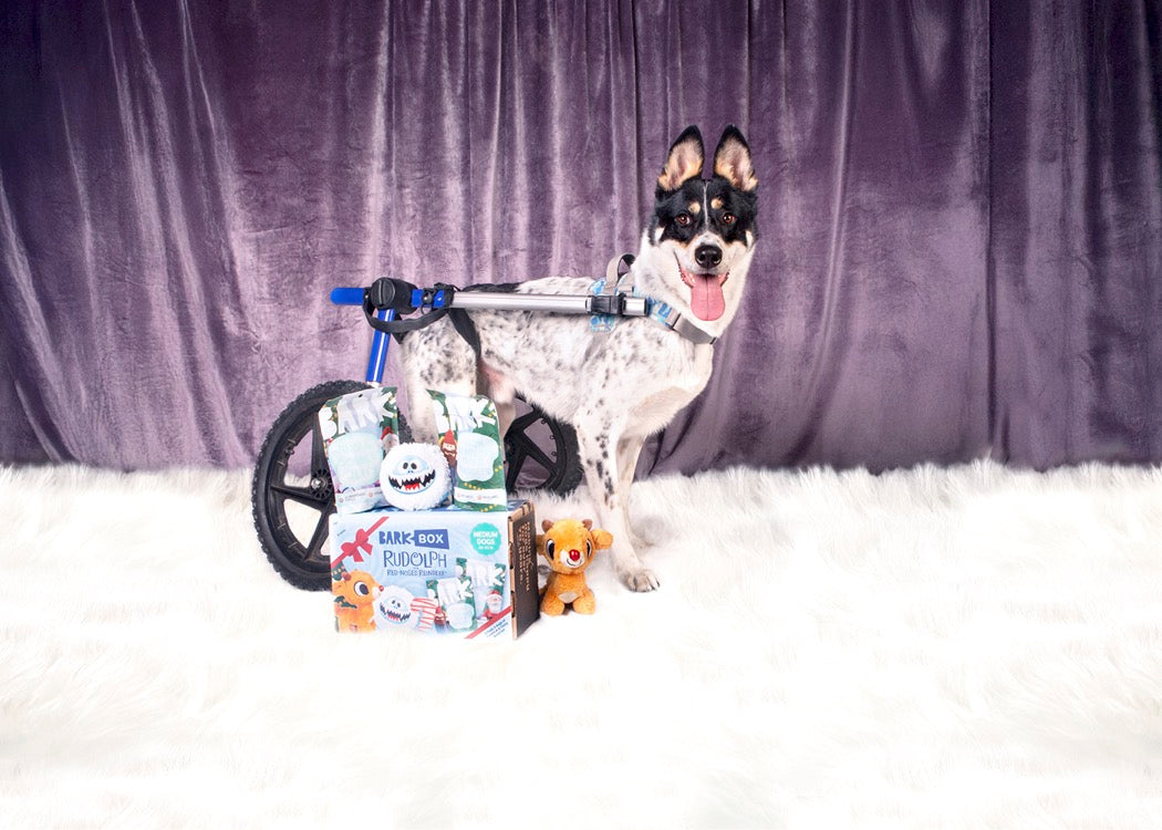 BARK Launches BarkBox in Retail with Target