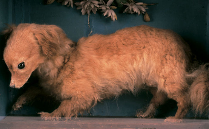 A Breed You’ve Never Heard Of Is The Reason We Fight Animal Cruelty Today