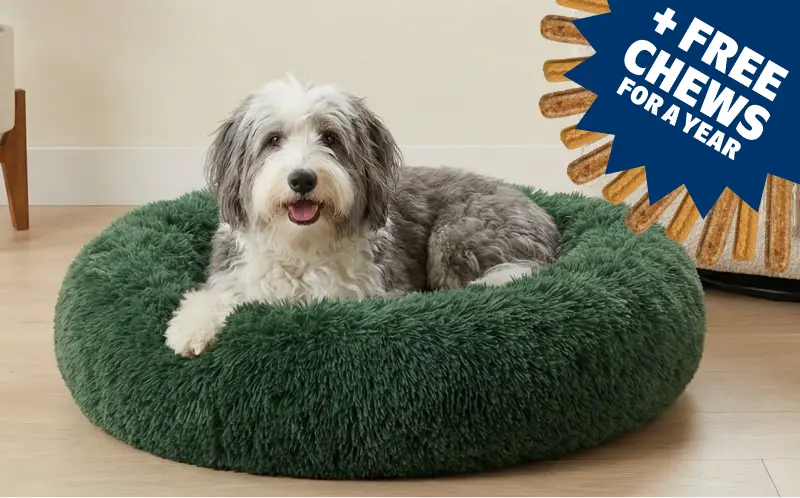 Dog Joy  Delivered  Every Month