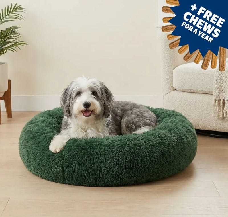 Dog Joy  Delivered  Every Month