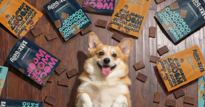 Dog Joy Delivered Every Month