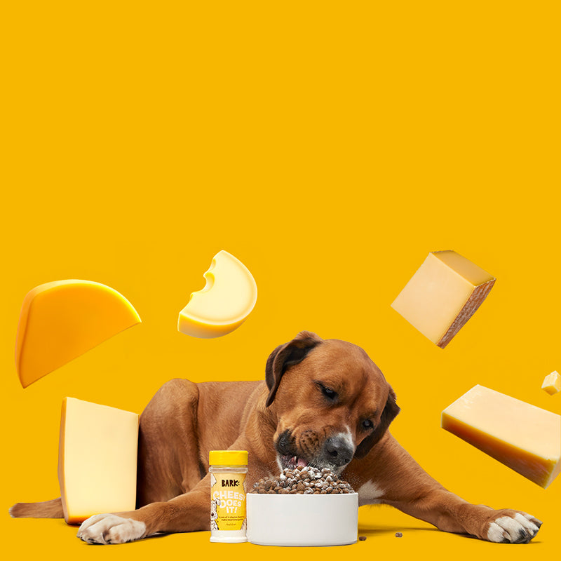 Bark Bites Banquet: Delights for Your Furry Friend Bark Bites Banquet: Delights for Your Furry Friend