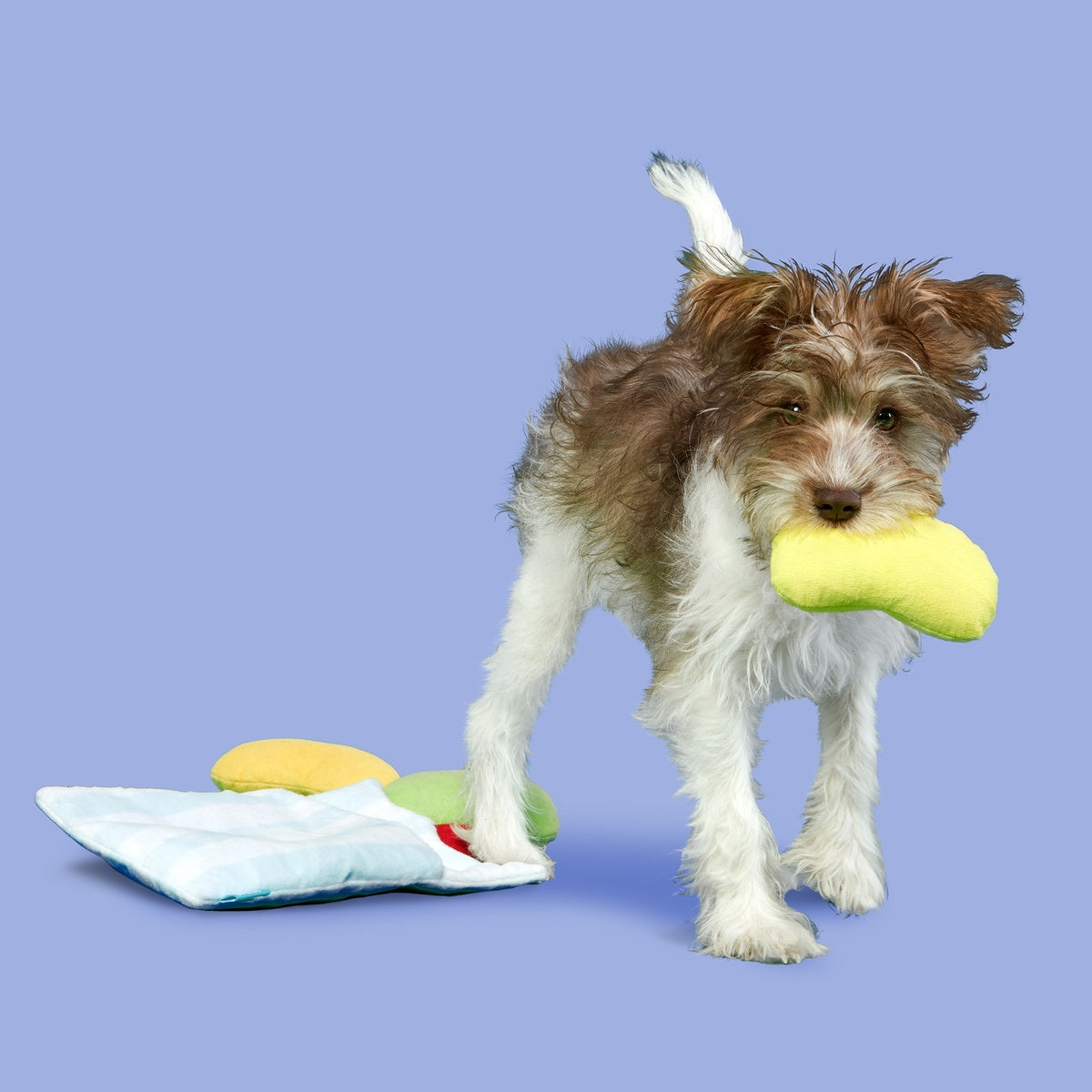 Dr. Brindlecoat's Belly Beans Plush Multi-Part + Enrichment Dog Toy