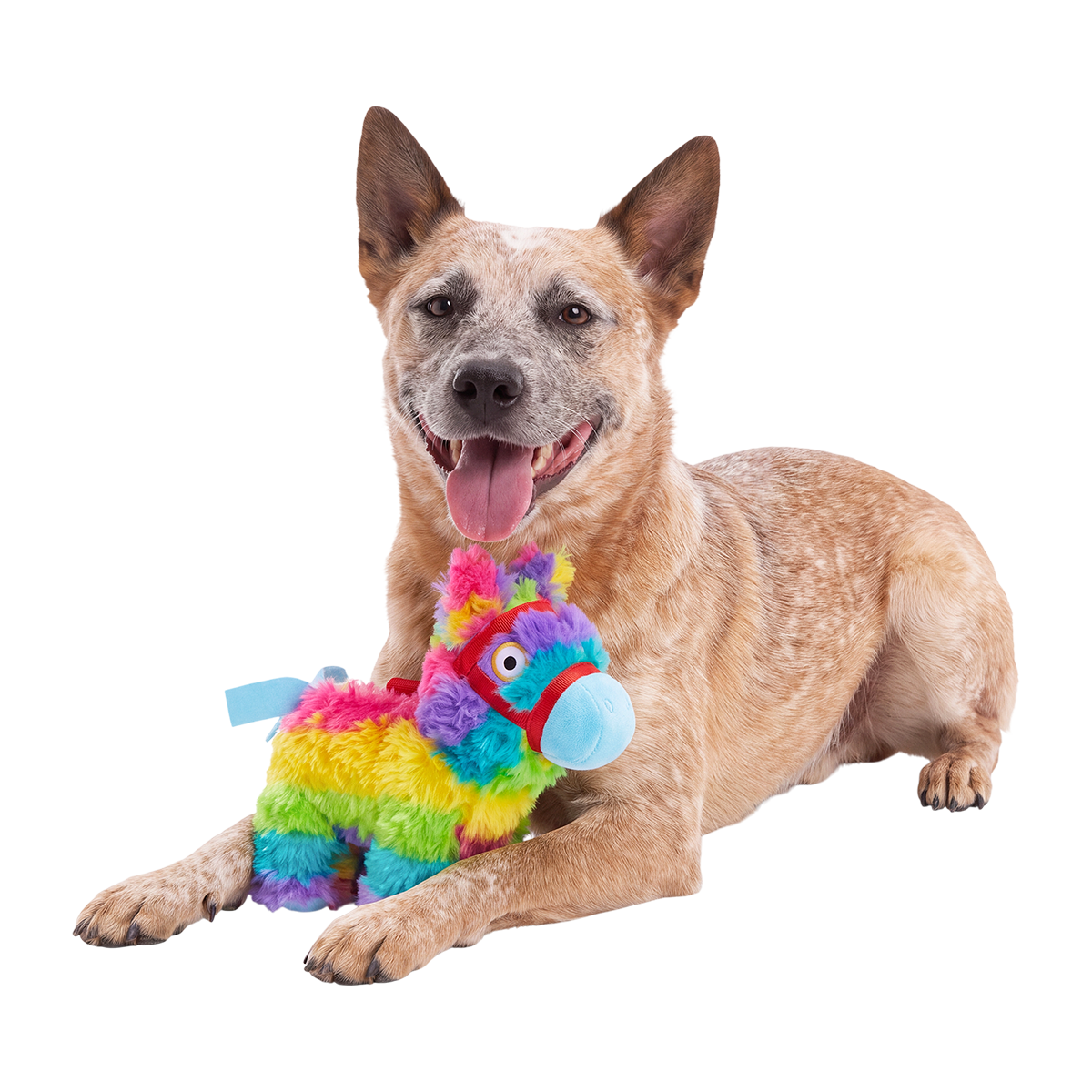 Renata Pinata Plush Tug Dog Toy