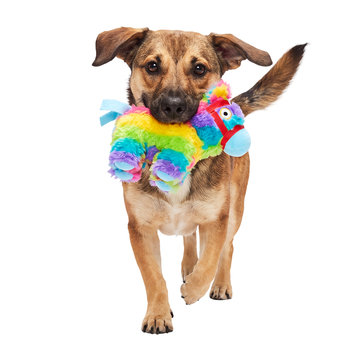Renata Pinata Plush Tug Dog Toy