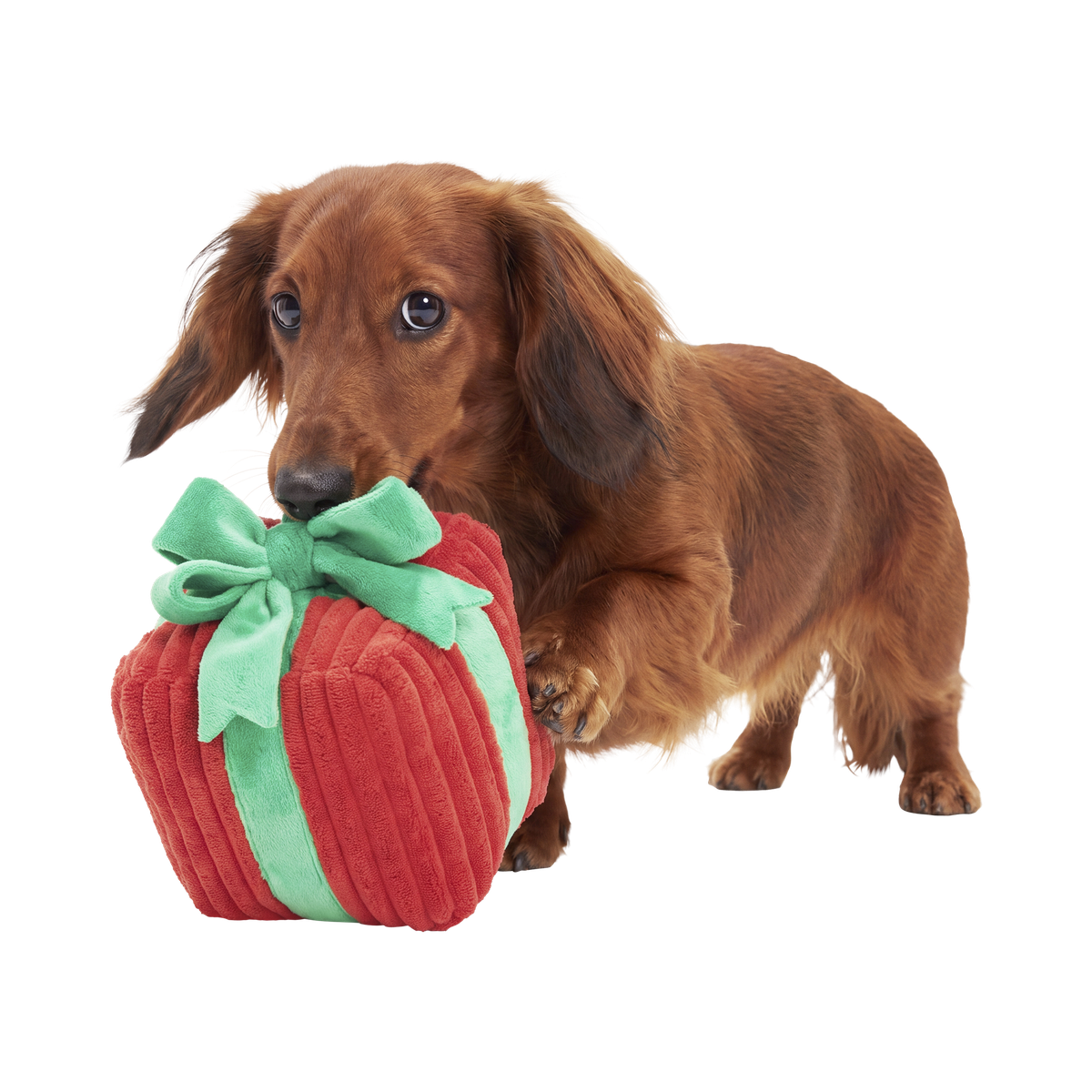Give & Retrieve Gift Plush 2-in-1 Dog Toy