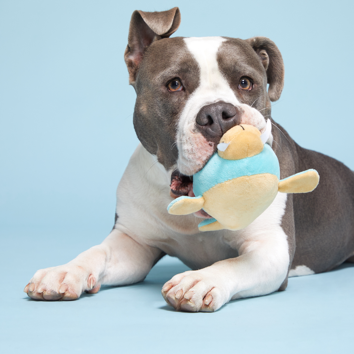 Blue Walrus Plush Tug + Fetch Dog Toy