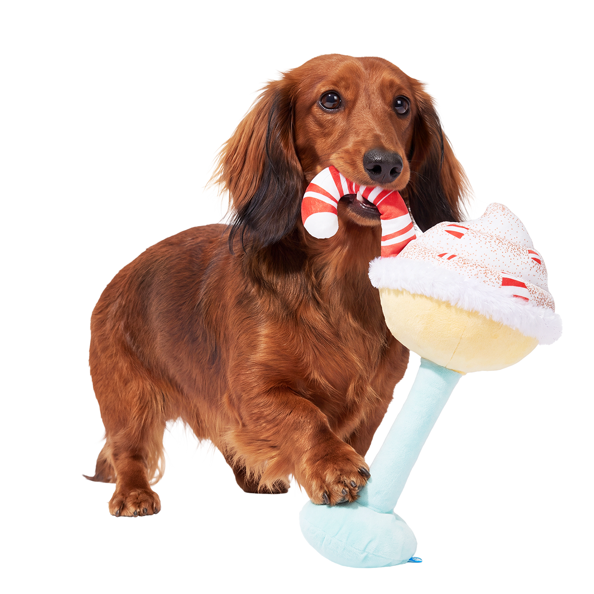 Eggnog Muttini Plush Extra-Large + Tug Dog Toy