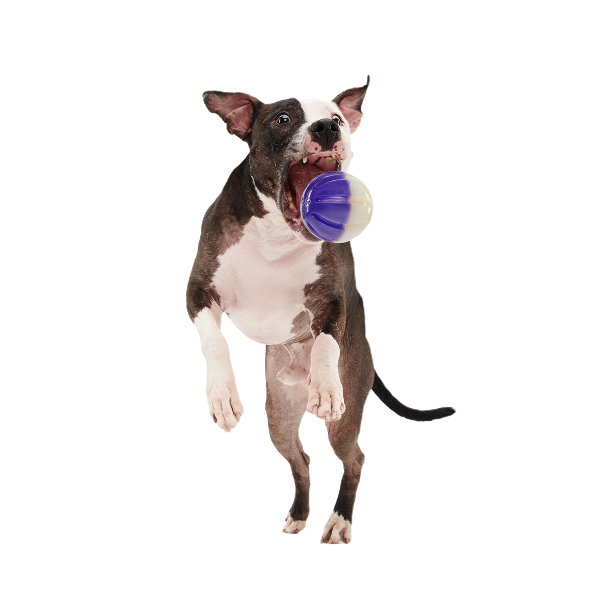 Nepzoom Super Chewer Durable Enrichment + Fetch Dog Toy