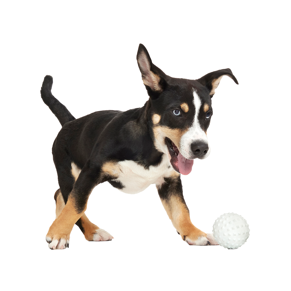 Gnar Ball Super Chewer Durable 2-in-1 + Fetch Dog Toy