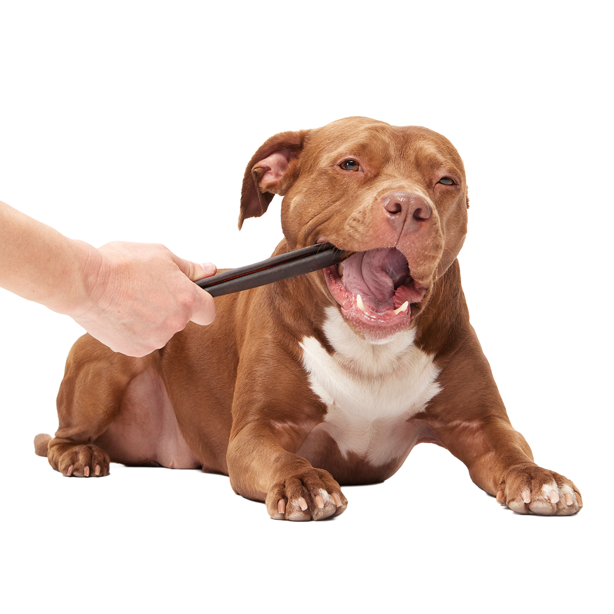 Classic Chewin' Collagen Dog Chew#Size_6 Inch