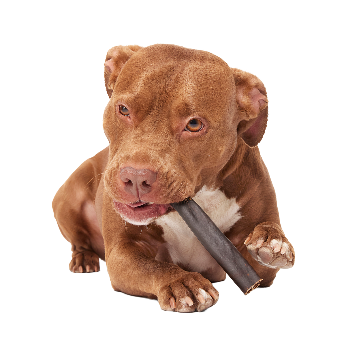 Classic Chewin' Collagen Dog Chew#Size_6 Inch