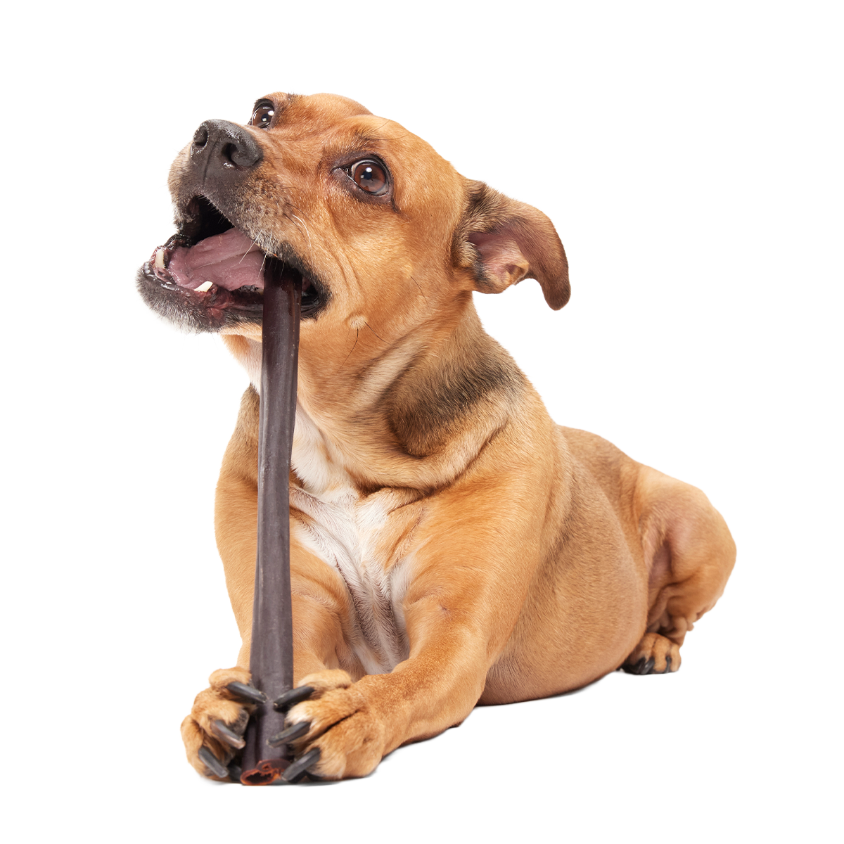 Classic Chewin' Collagen Dog Chew#Size_12 Inch