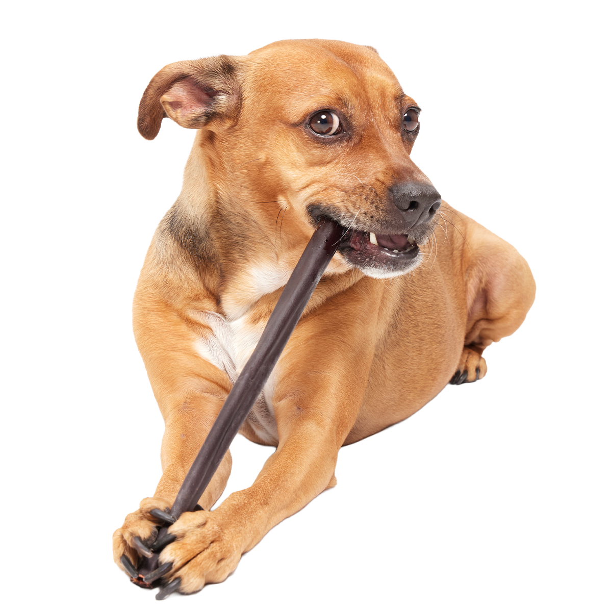 Classic Chewin' Collagen Dog Chew#Size_12 Inch
