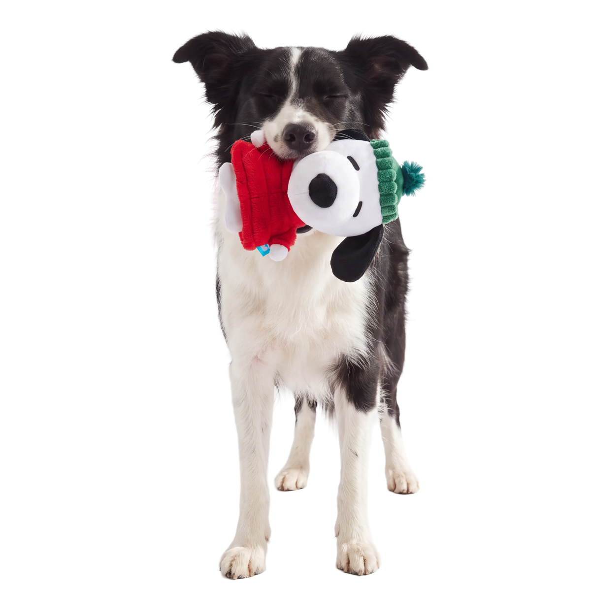 A Warm Puppy Plush Tug Dog Toy