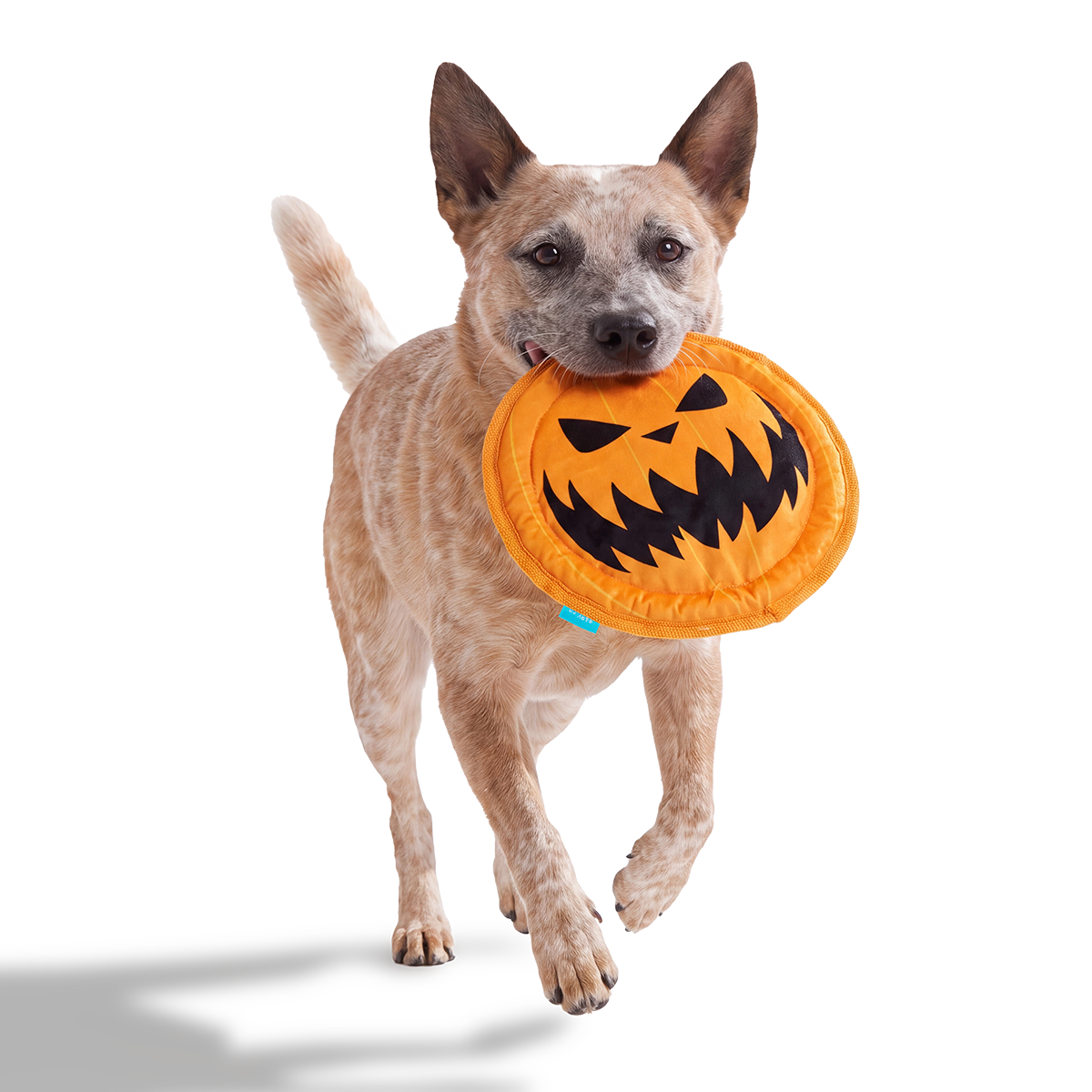 The Pumpkin Fling Plush Fetch Dog Toy