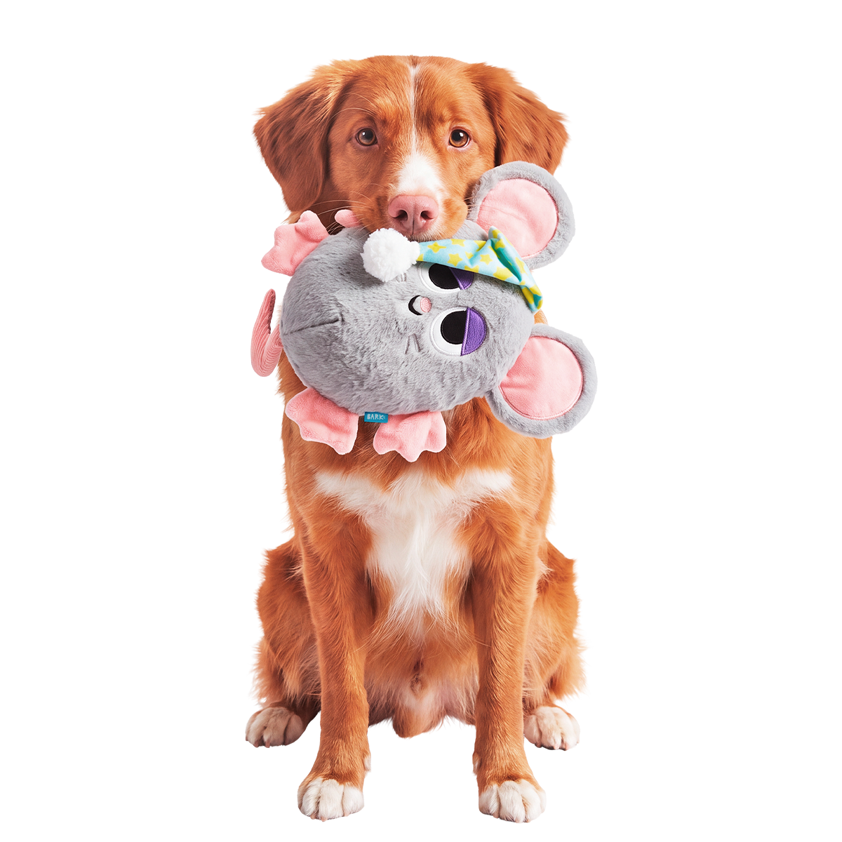 Stirring Stanford Plush Extra-Large + Tug Dog Toy