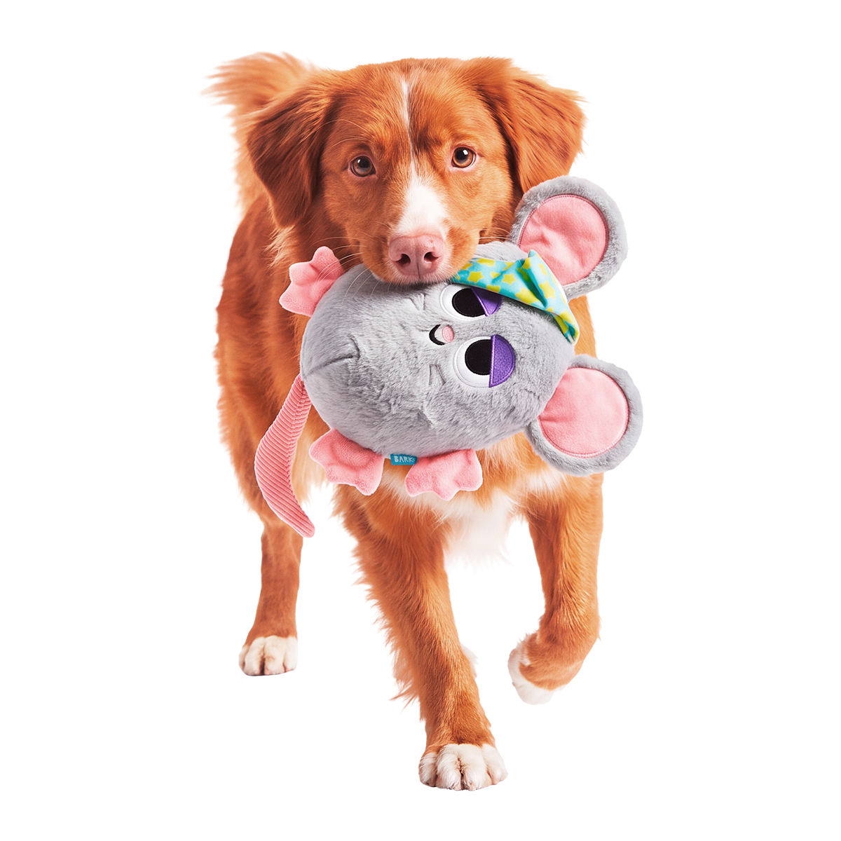 Stirring Stanford Plush Extra-Large + Tug Dog Toy