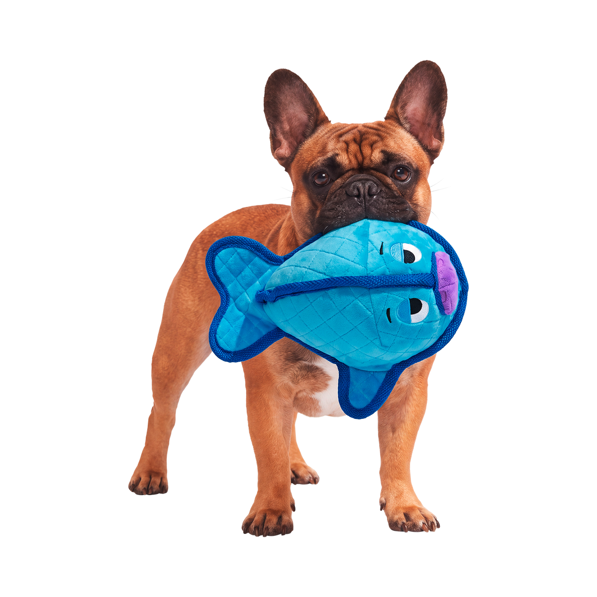 Waylon the Walrus Plush Tug Dog Toy