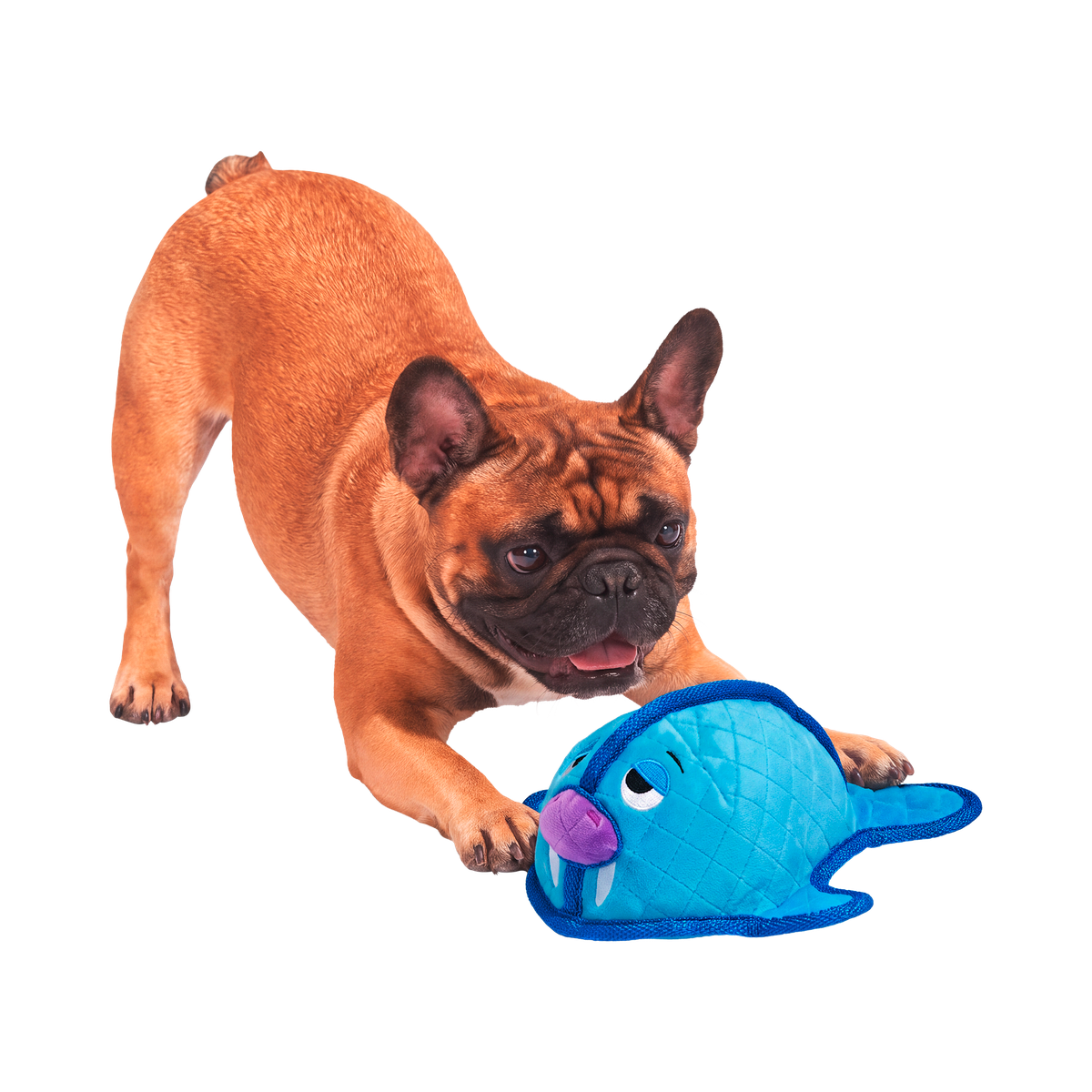 Waylon the Walrus Plush Tug Dog Toy