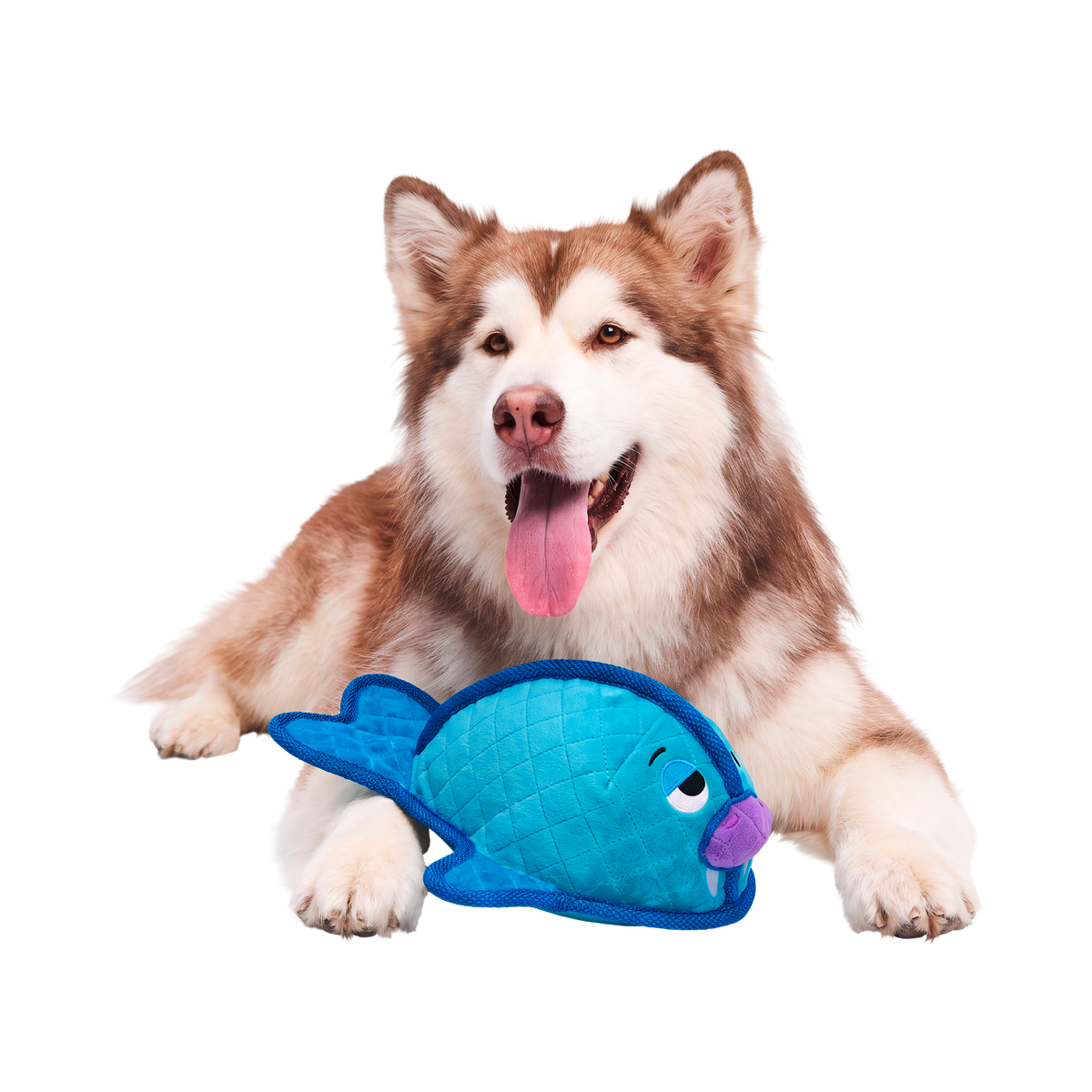 Waylon the Walrus Plush Tug Dog Toy