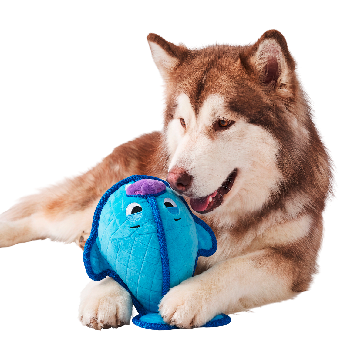 Waylon the Walrus Plush Tug Dog Toy