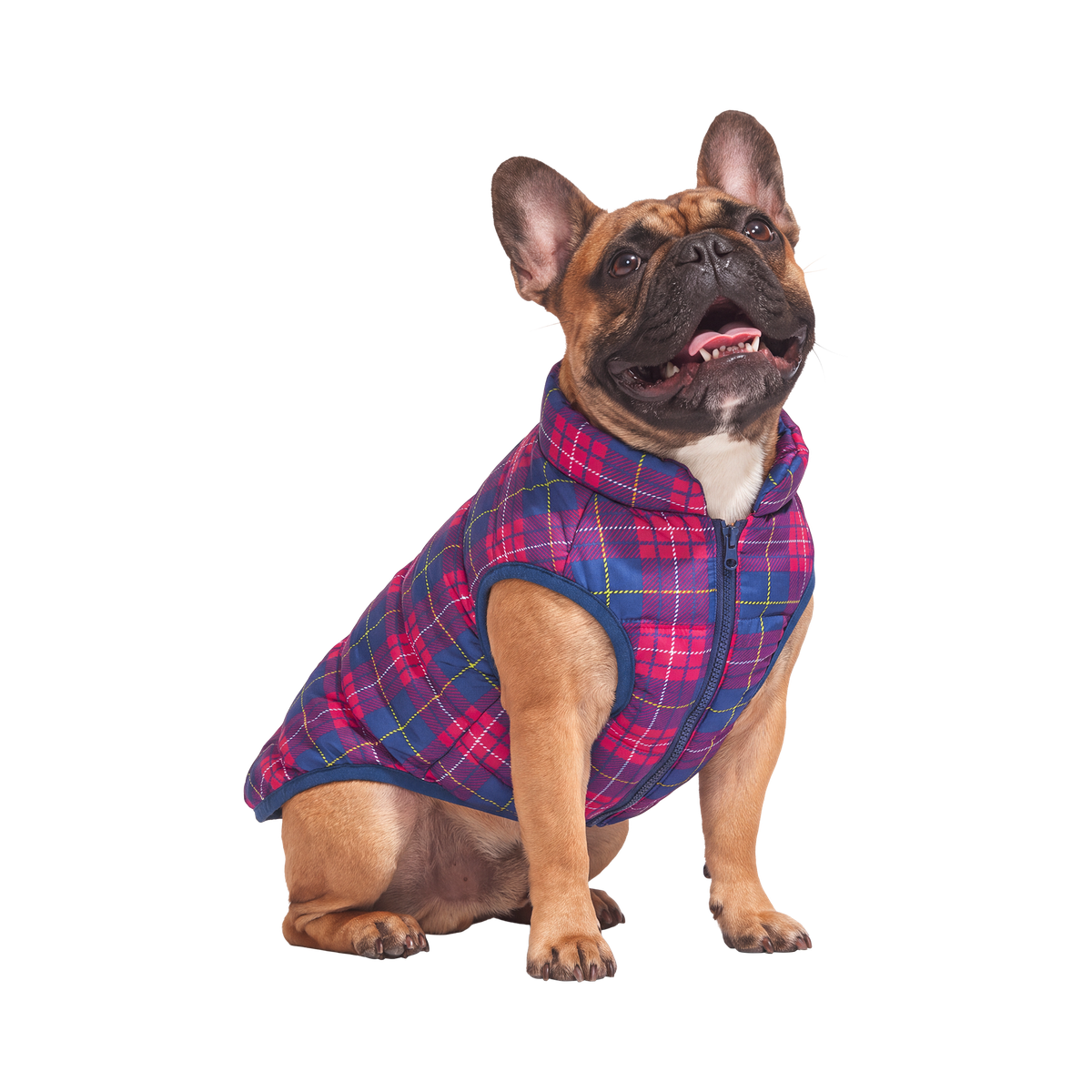 Plaid Dog Puffer#Color_Red