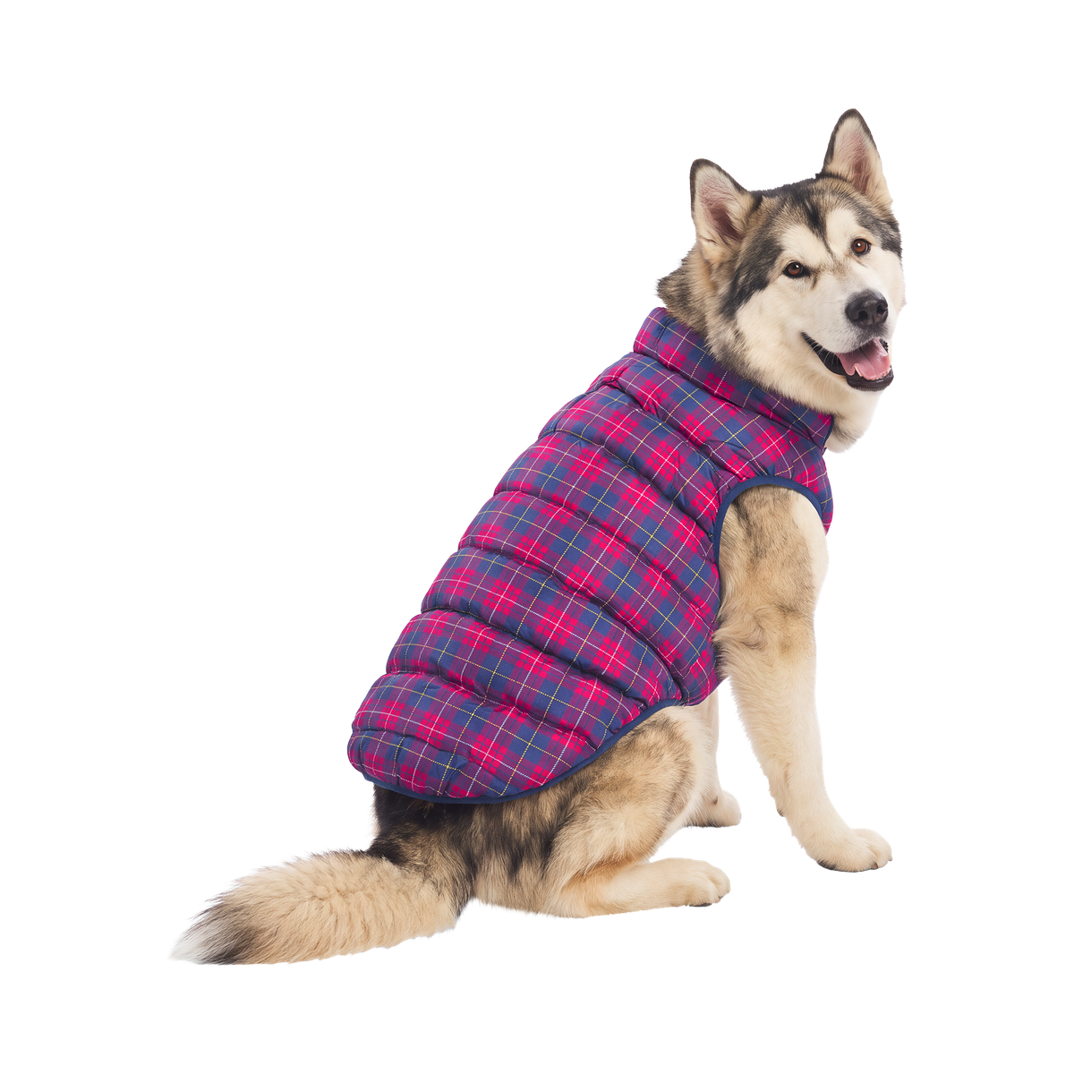 Plaid Dog Puffer#Color_Red