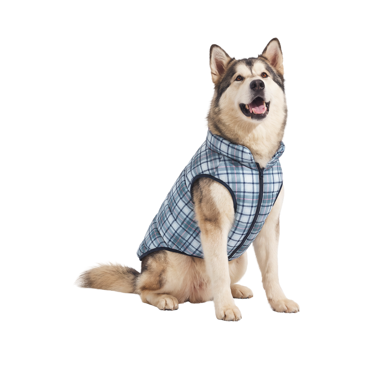 Plaid Dog Puffer#Color_Blue