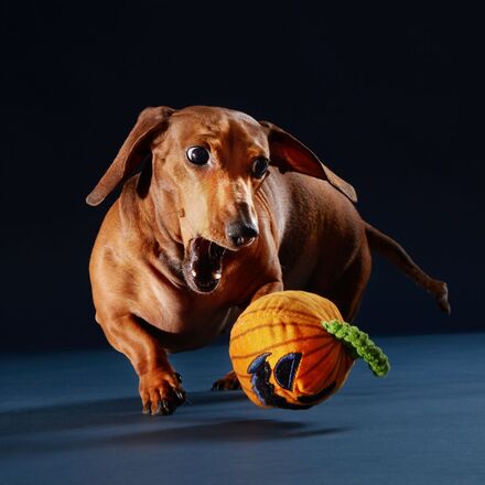 Snarl the Gnarly Pumpkin