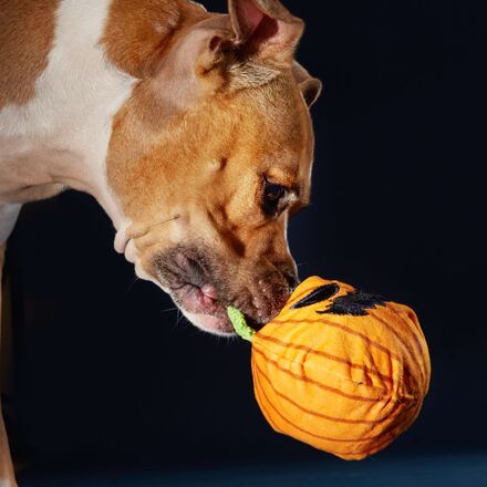 Snarl the Gnarly Pumpkin