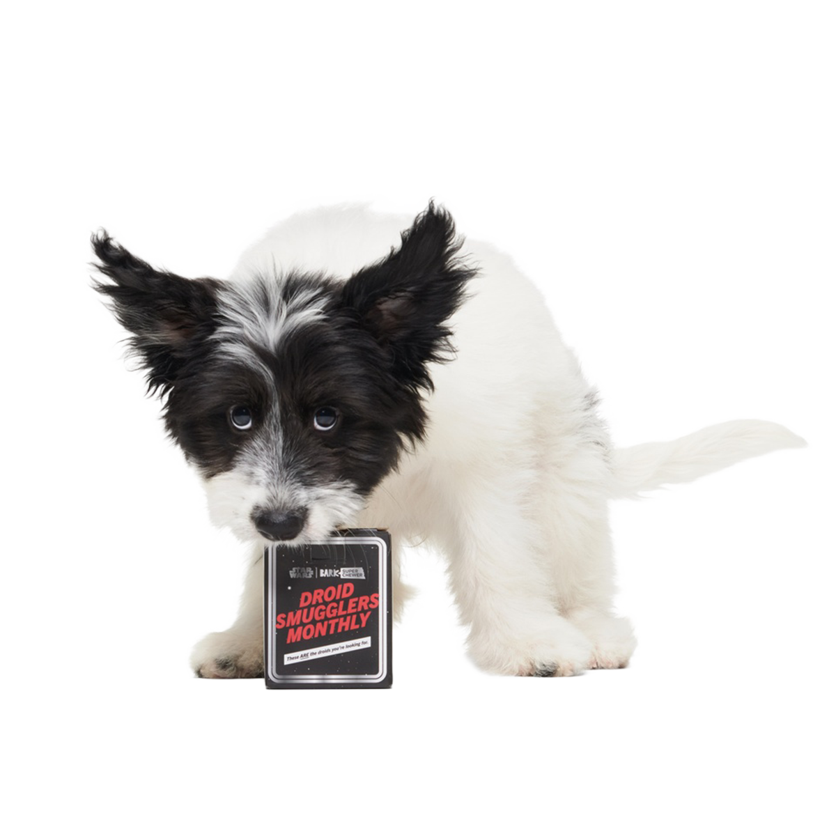 Star Wars™ Droid Smugglers Club, Super Chewer Durable Monthly Dog Toys