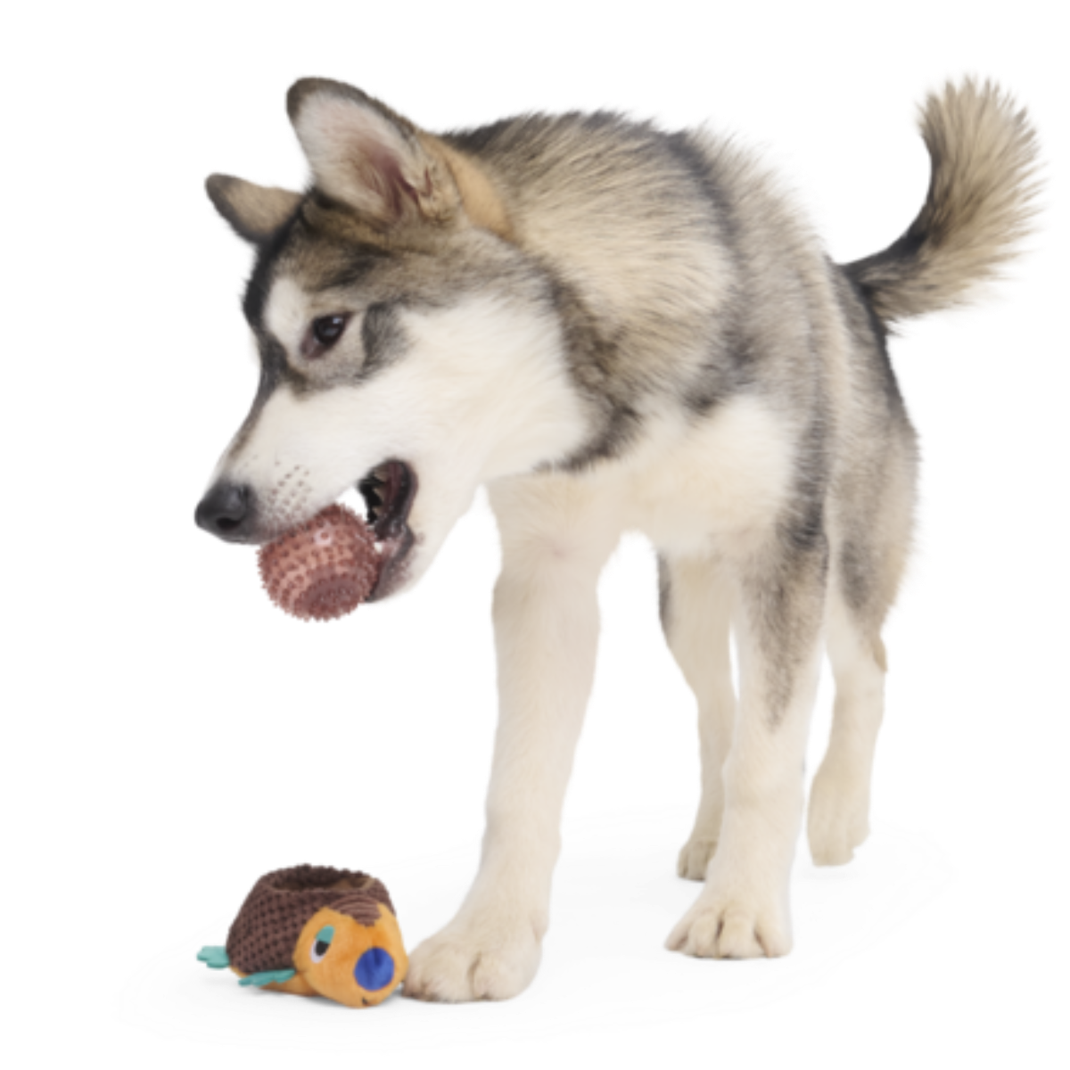 Don The Glyptodon Plush Multi-Part Dog Toy