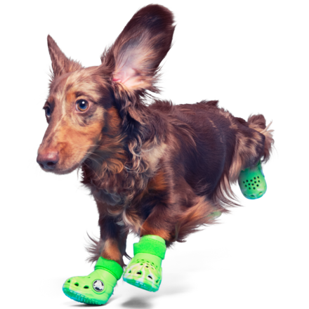 weiner dog in green crocs