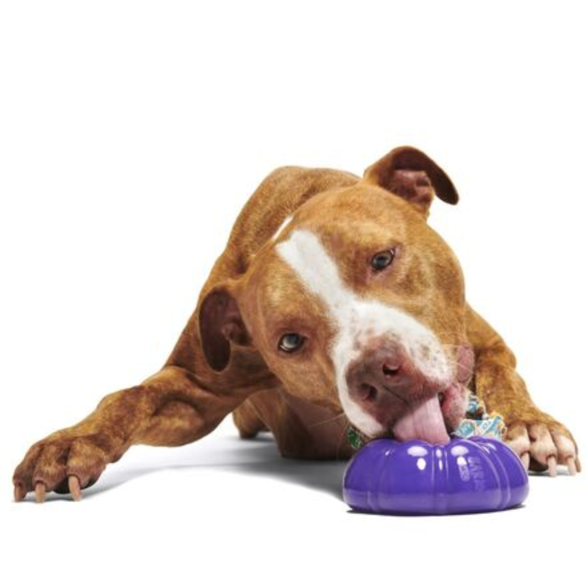 Mardi Paws King Cake