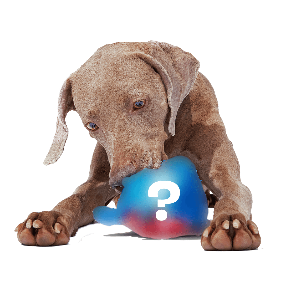 Bunga - Secret Monster Club