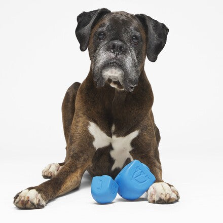 Dreidel Chompian Hanukkah Super Chewer Durable Dog Toy – BARK