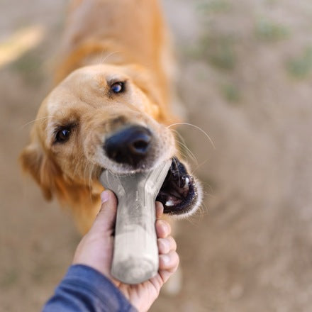 Fetch Stick