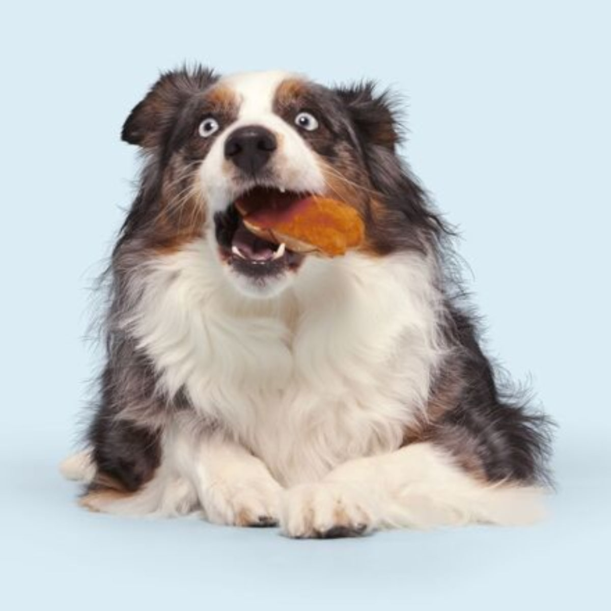 Salty Stan Plush Multi-Part Dog Toy