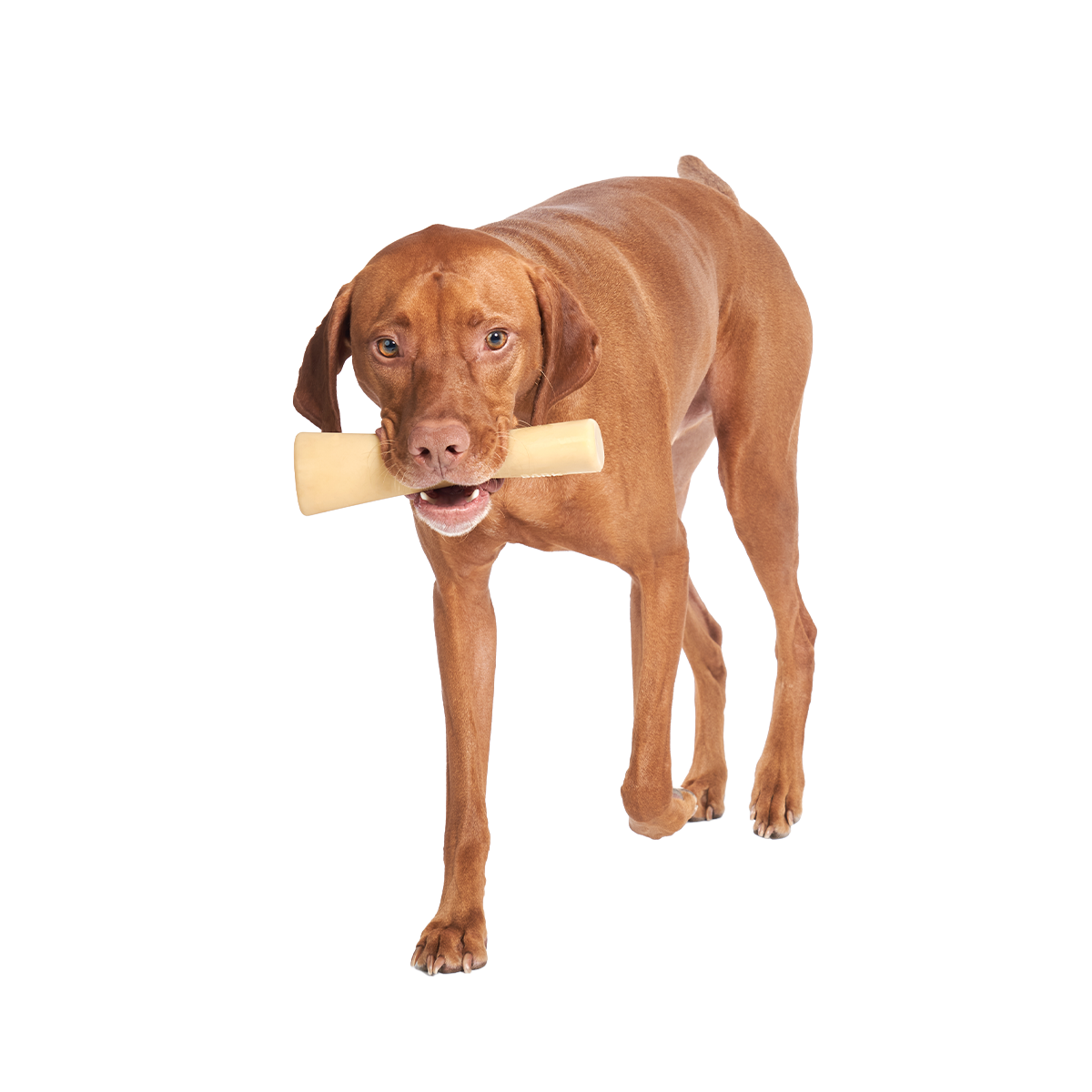 Mighty Bone Bacon Super Chewer Durable Gnaw Dog Toy