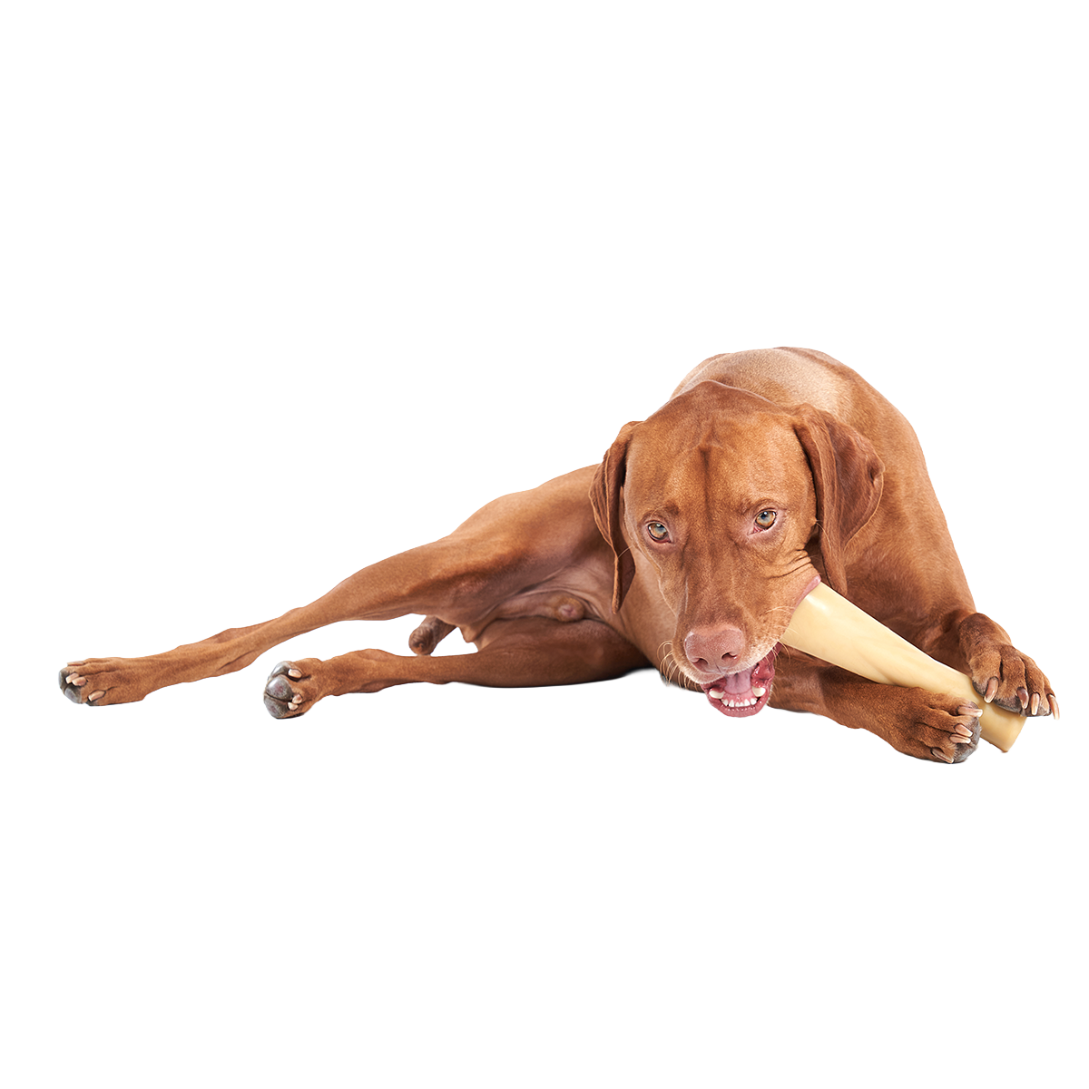 Mighty Bone Bacon Super Chewer Durable Gnaw Dog Toy