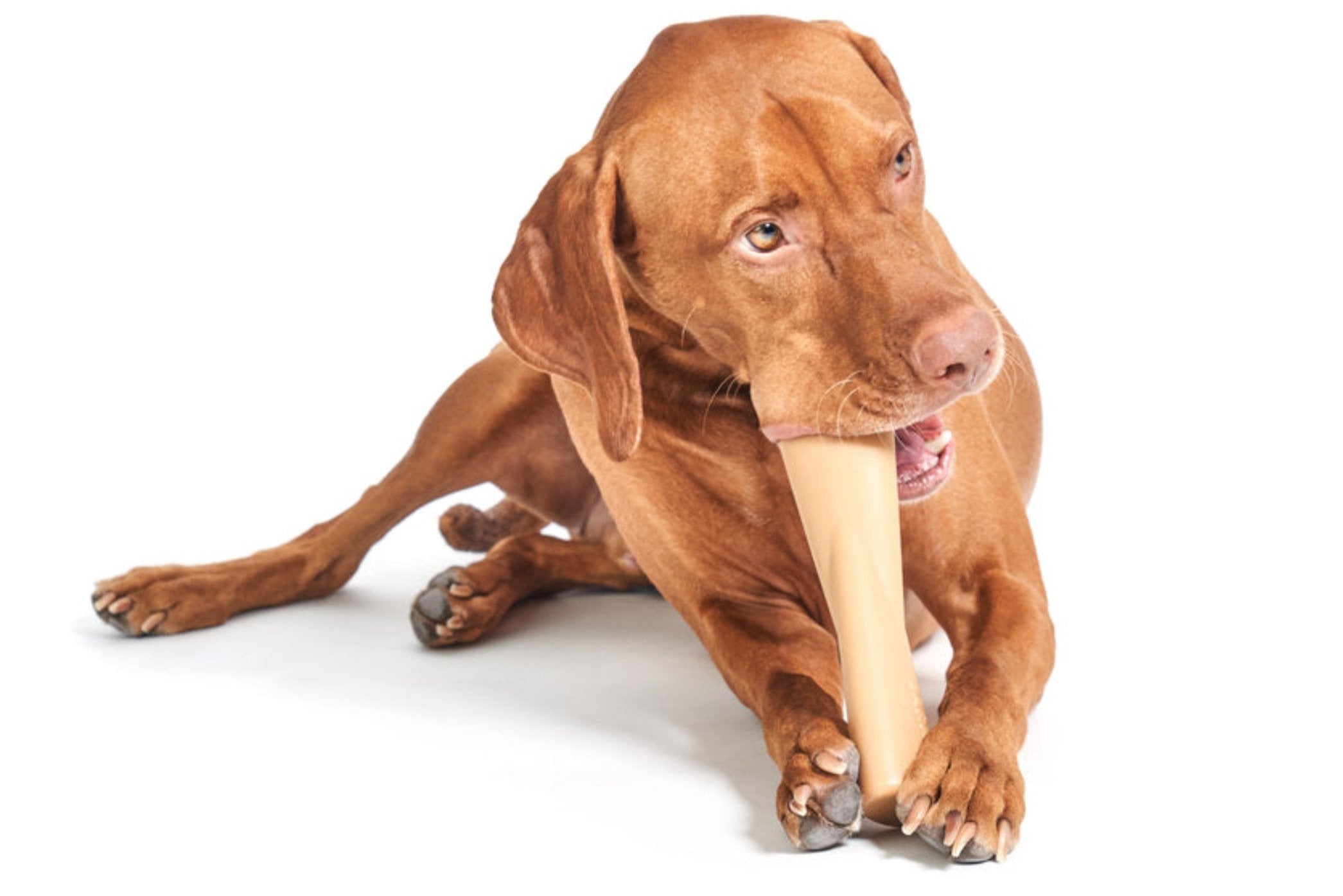 Mighty Bone Peanut Butter Super Chewer Durable Gnaw Dog Toy