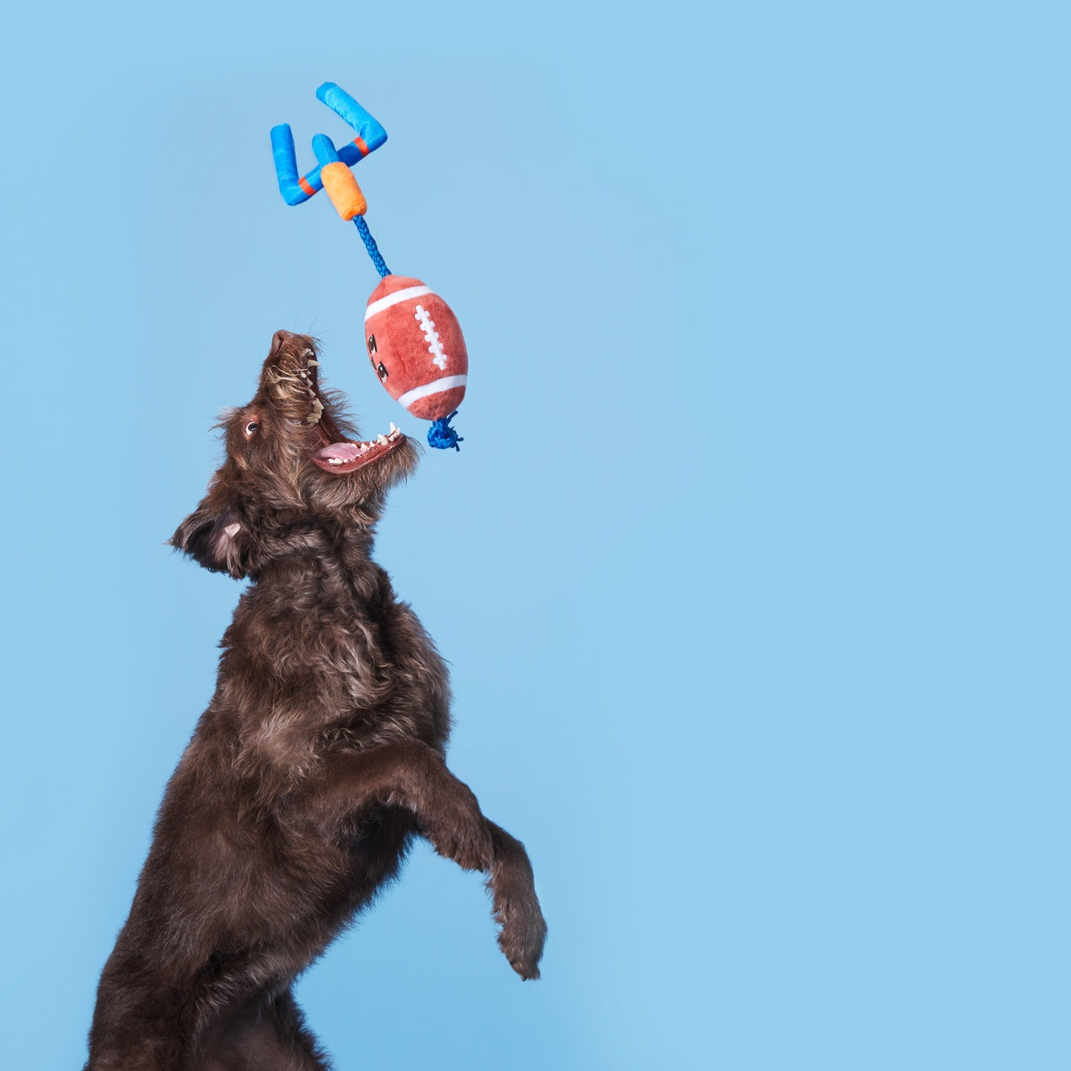 ATB_209073_THE-WHOLE-CANINE-YARDS_ELLIE_1787_cropped#Size_S