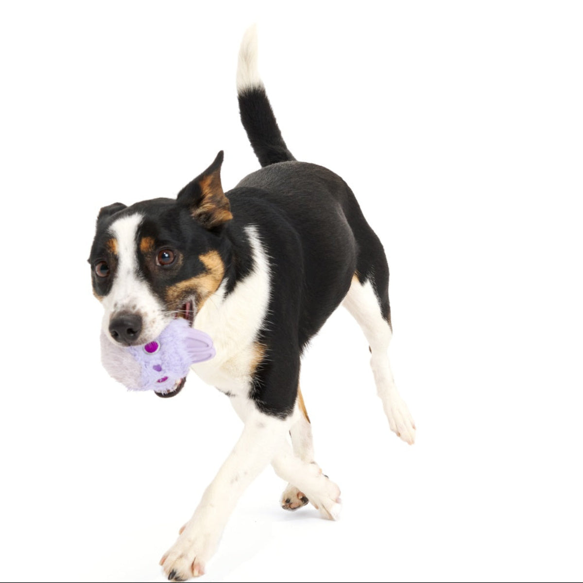 Beaster Bunny Super Chewer Durable 2-in-1 + Enrichment Dog Toy