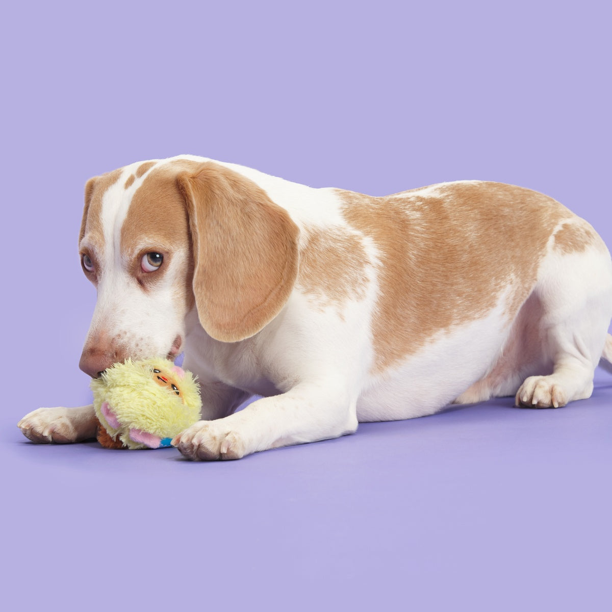 Trixie the Tricky Chicky Plush Dog Toy