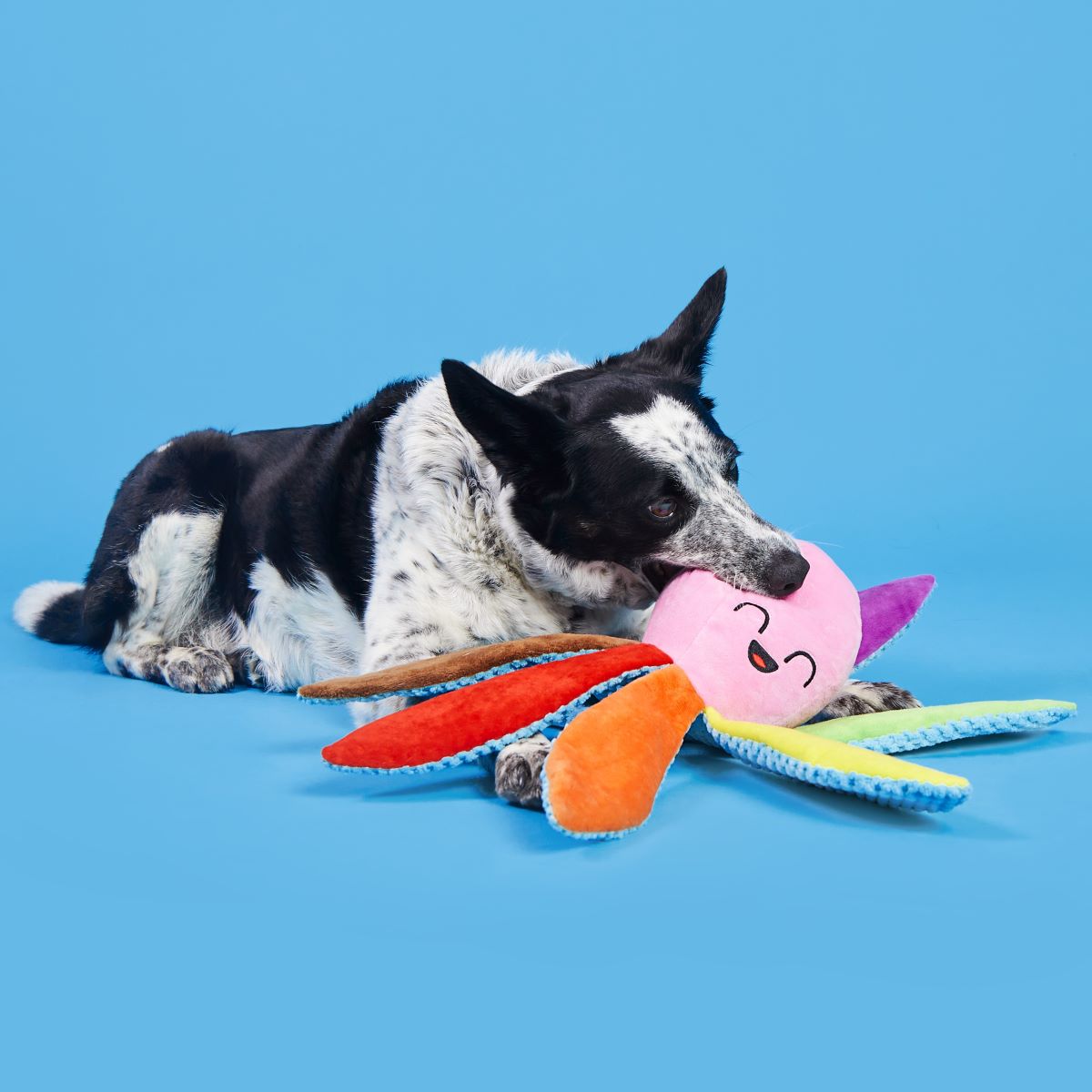 Out Ollie the Octopus Plush Tug Dog Toy