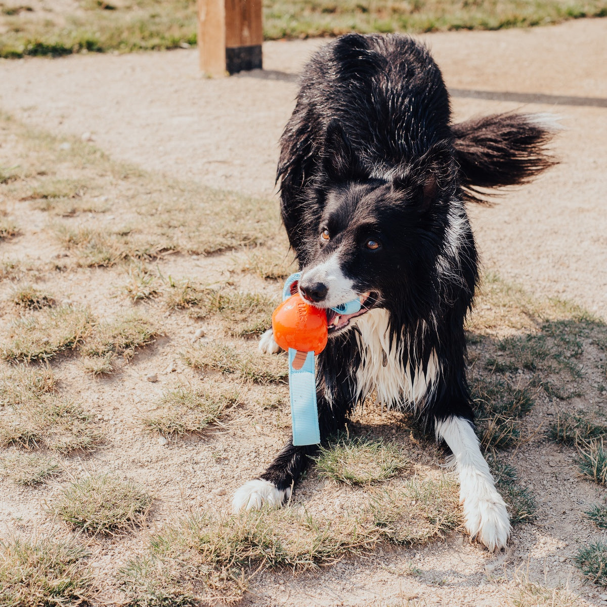 One Bad Apple Super Chewer Durable Tug + Enrichment Dog Toy